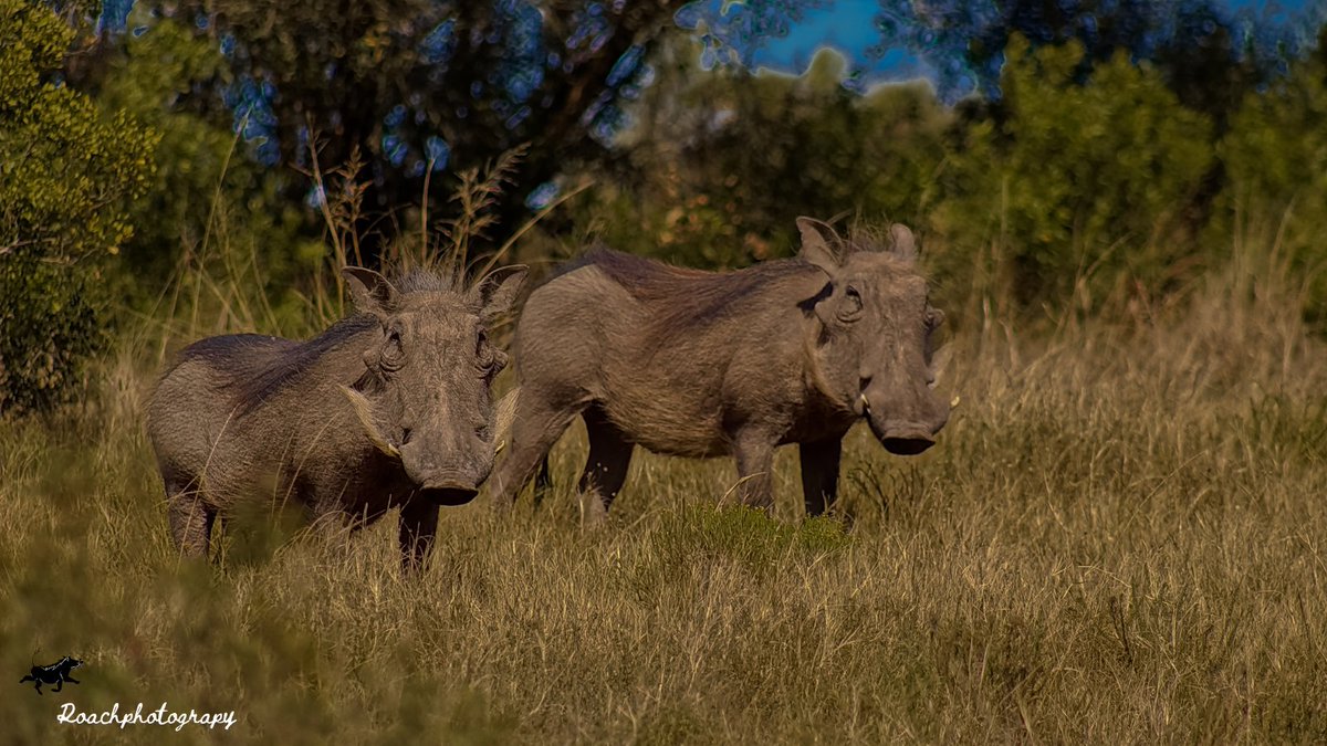 Who says ugly can't be photogenic? These warthogs were absolute naturals. #roachphotography #warthog #pumba #wildearth #Safari #wildlifephotography #naturephoto #Savannah #picoftheday #animals  #animalphotography #wildanimals #wildanimalphotography #Wanderlust  #blupebblestours