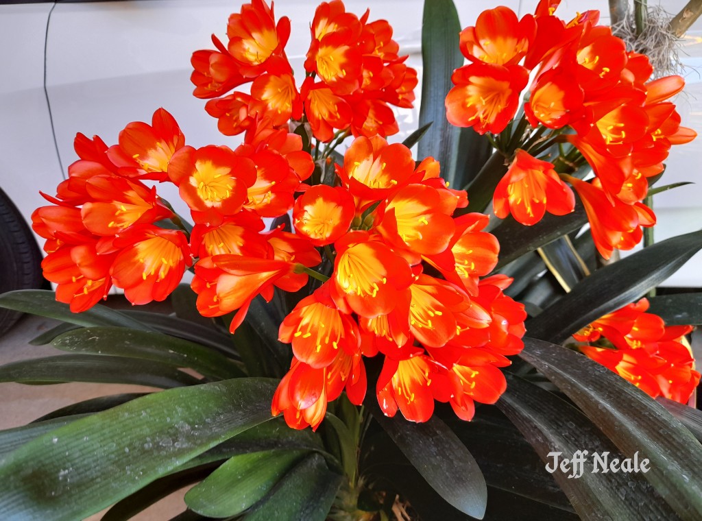 JeffMNeale's tweet image. Just like clockwork every September the Clivia bursts into bloom dazzling my courtyard. And each year I say it must be divided and repotted, but I know it loves being root-bound so I  let it go another year. Six flower spikes this year, in full shade.❤
#Clivia #Flowers #plants