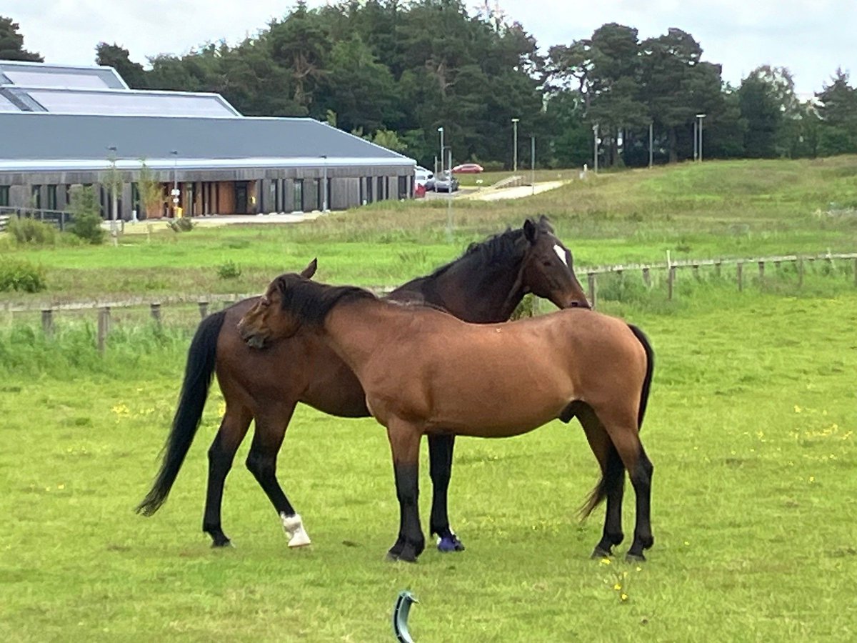 It's #TeachingHorseTuesday here at <a href="/EdinburghUni/">The University of Edinburgh</a> <a href="/TheDickVet/">The Royal (Dick) School of Veterinary Studies</a> - and our #horses Rosco and Zac are enjoying a good mutual groom! #equinescience #equine