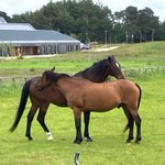 Photo by Equine Science (@eqscied)