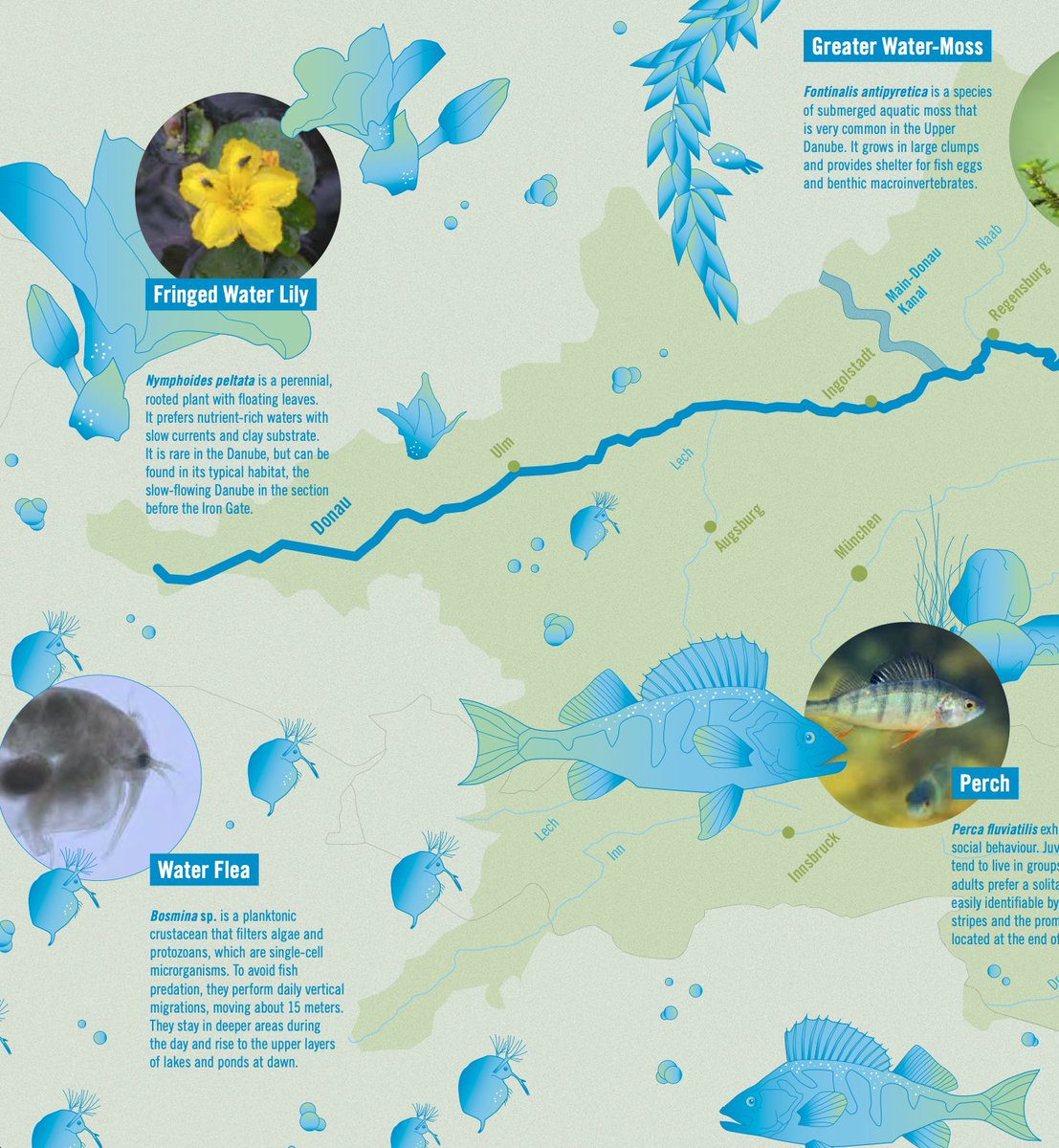 ICPDR_ORG's tweet photo. ☀️ Summer might be over, but there's still so much to discover along the Danube this autumn! 🍂 
📖 Want to know more about the natural wonders along the river? 🌿🐦Check out our "Danube in Your Pocket" guide: https://t.co/mqho9Lhw62 

#ICPDR #Danube https://t.co/6yp4WO3ABl