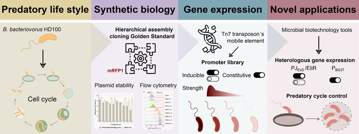 The predatory bacteria B. bacteriovorus HD100 shows potential for biotechnological applications as living antibiotics in agriculture 🚜and medicine 🏥. Salgado et al present a set of new tools for predator domestication. Read more doi.org/10.1111/1751-7…