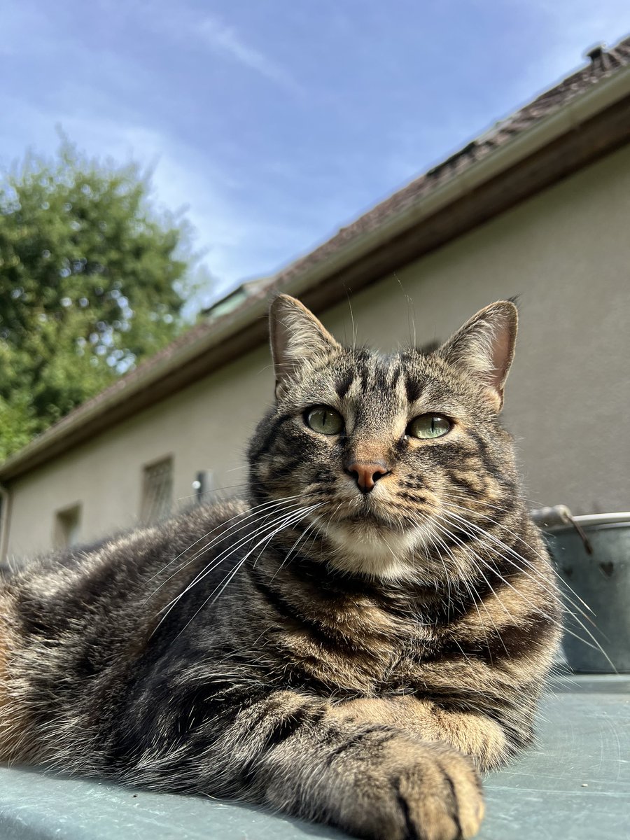saturnethecat's tweet photo. belle journée ensoleillée ☀️ https://t.co/tD4Guj2Jba