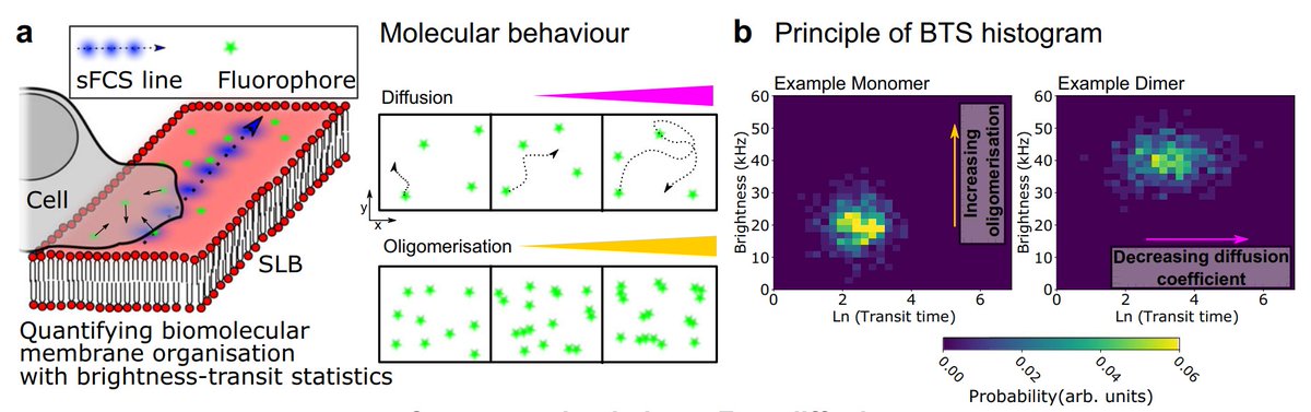 Fritzsche M et al (@fritzschelab) on Twitter photo Have you ever wanted to measure oligomers in living cells?🙂
New BTS method from <a href="/FritzscheLab/">Fritzsche M et al</a> <a href="/faldalf/">Falk Schneider</a> <a href="/KaredlaNarain/">Narain Karedla</a> <a href="/pfcespedes/">Pablo F. Céspedes</a> <a href="/MichaelLDustin/">Michael Dustin</a>
nature.com/articles/s4146… Have you ever wanted to measure oligomers in living cells?🙂
New BTS method from <a href="/FritzscheLab/">Fritzsche M et al</a> <a href="/faldalf/">Falk Schneider</a> <a href="/KaredlaNarain/">Narain Karedla</a> <a href="/pfcespedes/">Pablo F. Céspedes</a> <a href="/MichaelLDustin/">Michael Dustin</a>
nature.com/articles/s4146…