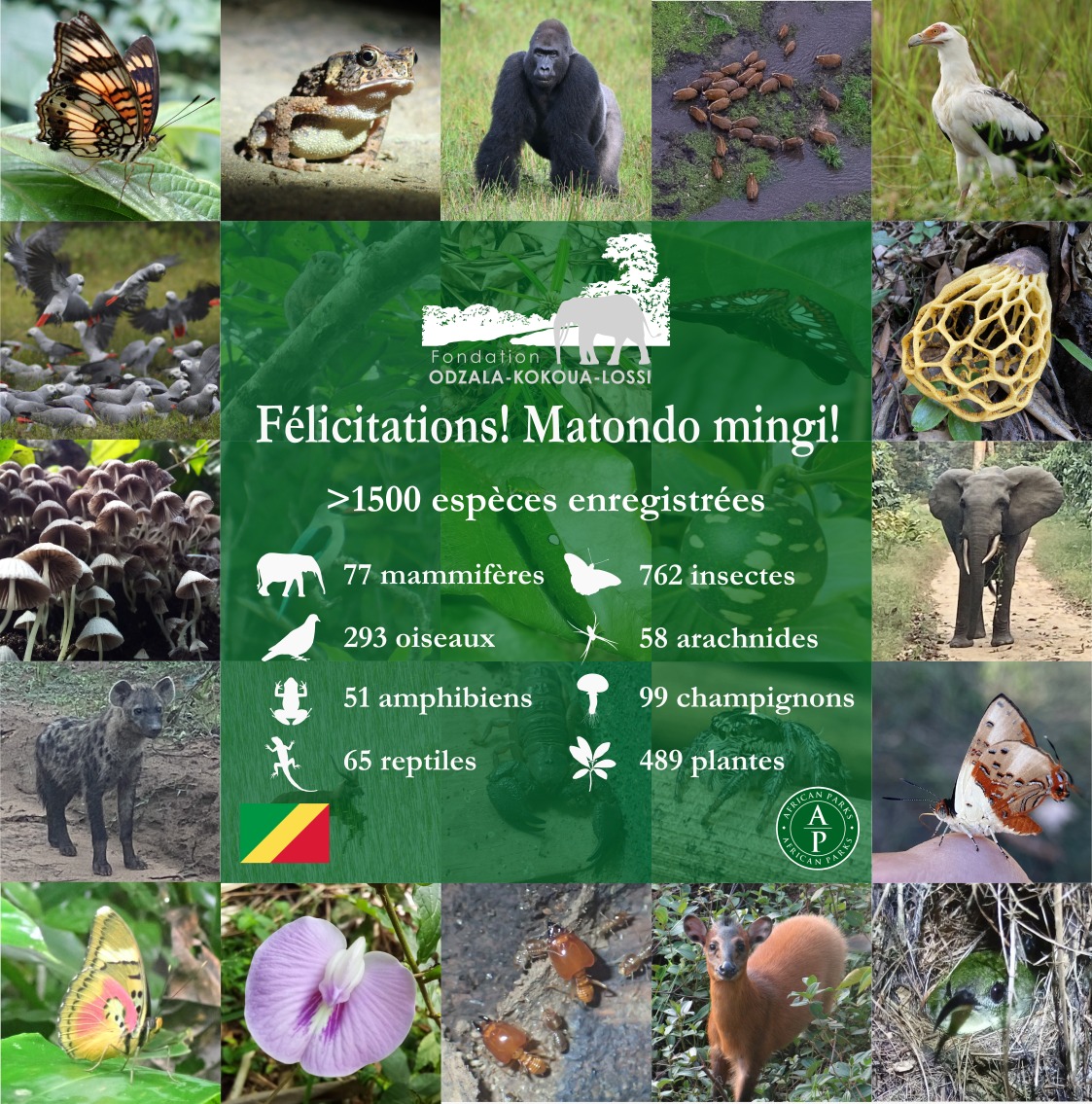 "Une nouvelle étape dans la préservation de la biodiversité d’Odzala !

🌿 Notre projet sur iNaturalist recense 2 000 formes de vie, dont plus de 1 500 identifiées ! 🦋📸 Découvrez cette incroyable biodiversité  👉 inaturalist.org/projects/biodi…

<a href="/AfricanParks/">African Parks</a> <a href="/inaturalist/">iNaturalist</a>