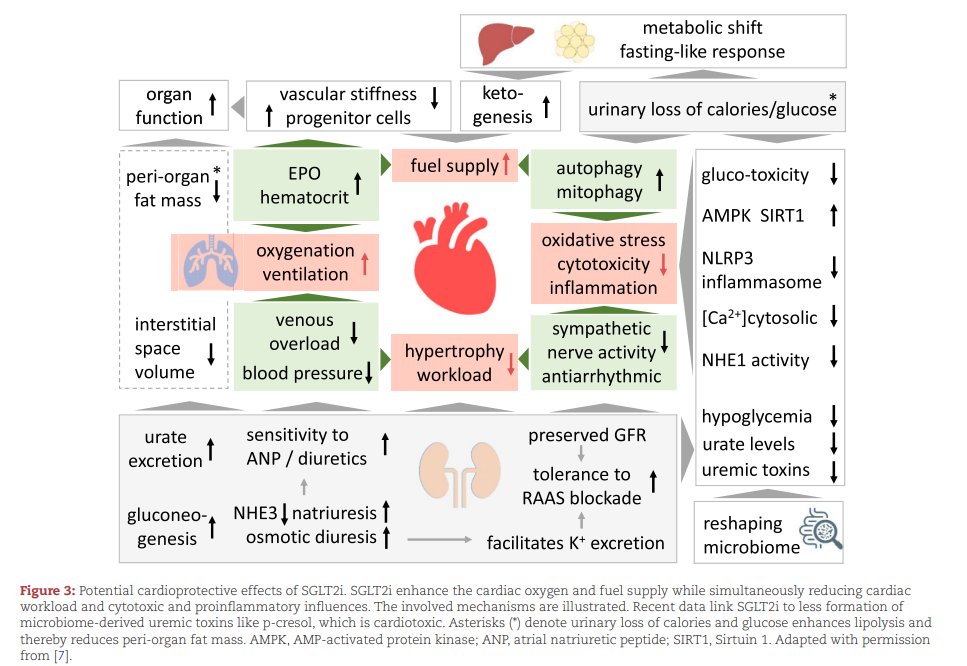 NDTsocial's tweet photo. How can inhibition of glucose and sodium transport in the early proximal tubule protect the cardiorenal system?

👉https://t.co/RT2eDafGbI https://t.co/oORYIbaLTu