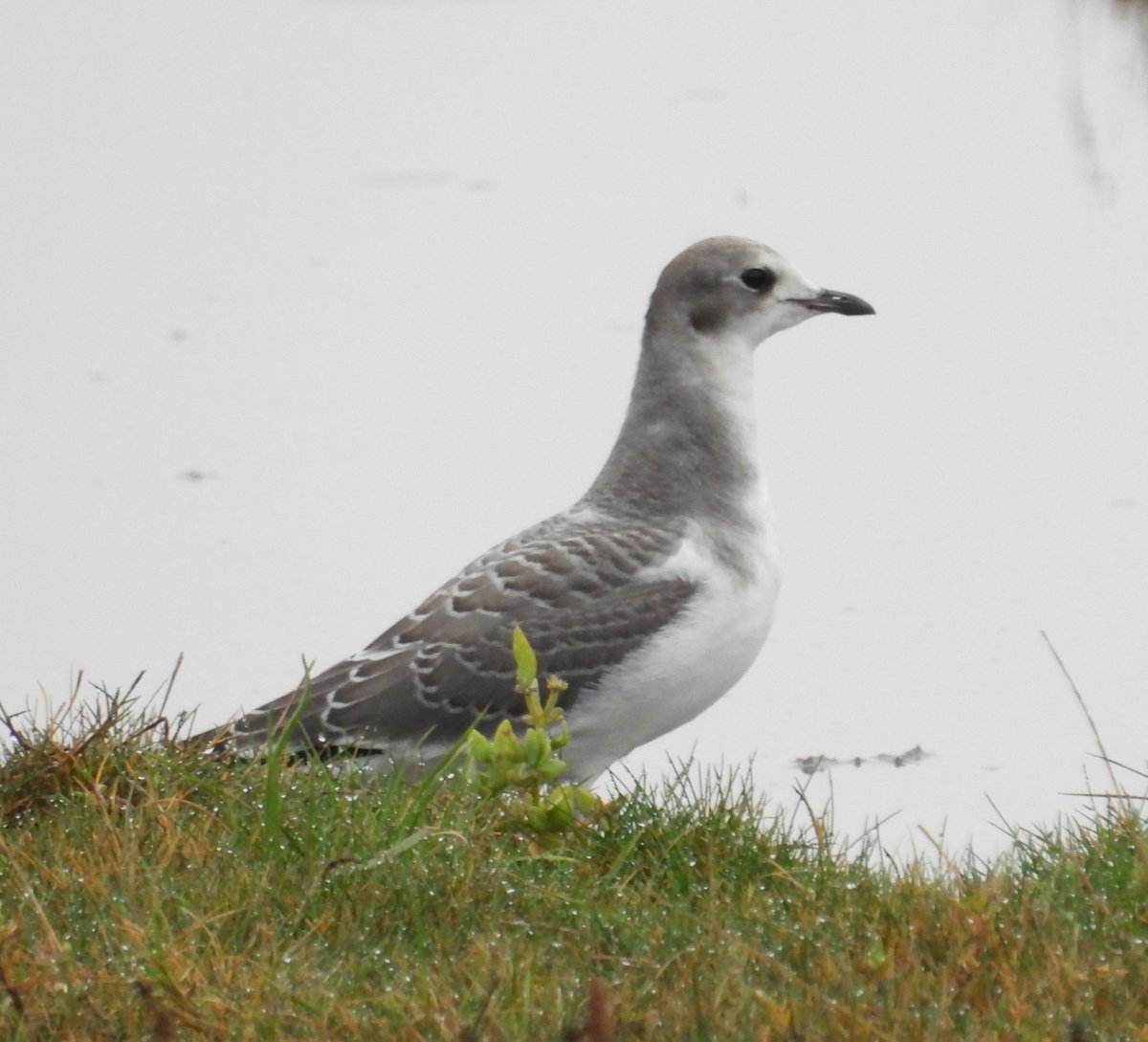 Few pics of the Sabine's Gull from yesterday, only my 2nd UK record