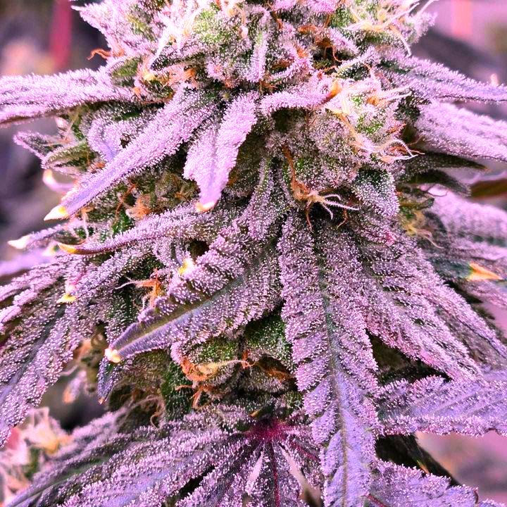 medicgrow's tweet photo. π Huge shoutout to Travis Fleenor for
sharing these amazing grow results using our Smart 8
and Fold 6 lights! πΏπ‘ Your plants are looking
absolutely incredibleβkeep up the great work!
#GrowWithMedicGrow #CannabisCommunity
#LEDGrowLights #Smart8 #Fold6 #growerspotlight https://t.co/N6rmtwJK8k