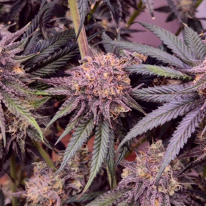 medicgrow's tweet photo. π Huge shoutout to Travis Fleenor for
sharing these amazing grow results using our Smart 8
and Fold 6 lights! πΏπ‘ Your plants are looking
absolutely incredibleβkeep up the great work!
#GrowWithMedicGrow #CannabisCommunity
#LEDGrowLights #Smart8 #Fold6 #growerspotlight https://t.co/N6rmtwJK8k