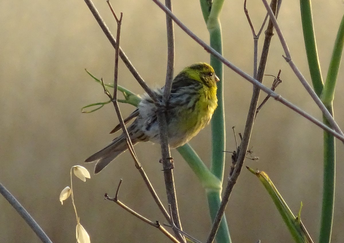 Pacopelegrina2's tweet photo. SERIN VERDECILLO, VERDECILLO, CHAMARIZ, CHAMARIN, LUGANO (Serinus serinus)
Ave paseriforme de la familia Fringillidae, propia del continente europeo, norte de África y oeste de Asia.
#serinusserinus, #Fringillidae, #serín , #serínverdecillo, #chamariz , #chamarin , #lugano https://t.co/9mSbaxJ6As