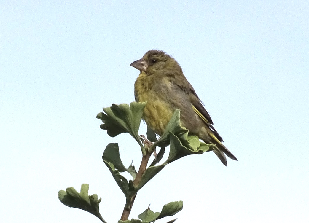 Pacopelegrina2's tweet photo. SERIN VERDECILLO, VERDECILLO, CHAMARIZ, CHAMARIN, LUGANO (Serinus serinus)
Ave paseriforme de la familia Fringillidae, propia del continente europeo, norte de África y oeste de Asia.
#serinusserinus, #Fringillidae, #serín , #serínverdecillo, #chamariz , #chamarin , #lugano https://t.co/9mSbaxJ6As