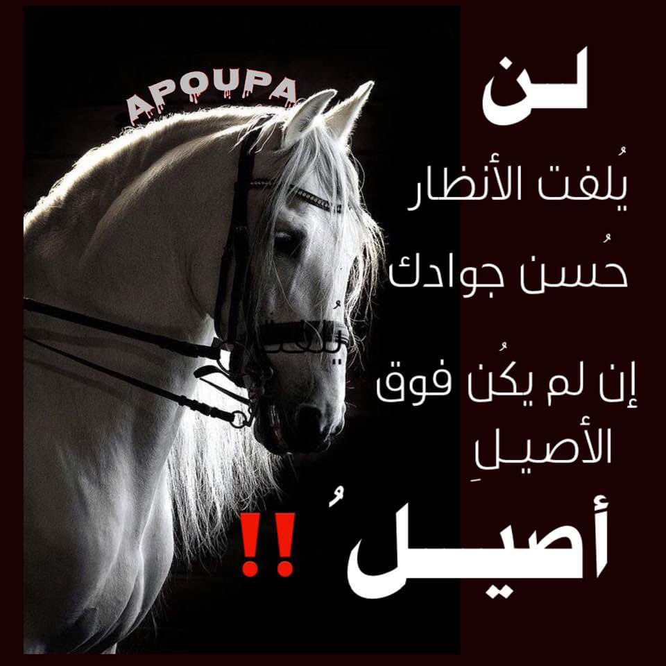 Mohamed El Maghraby (@el_maghraby) on Twitter photo 