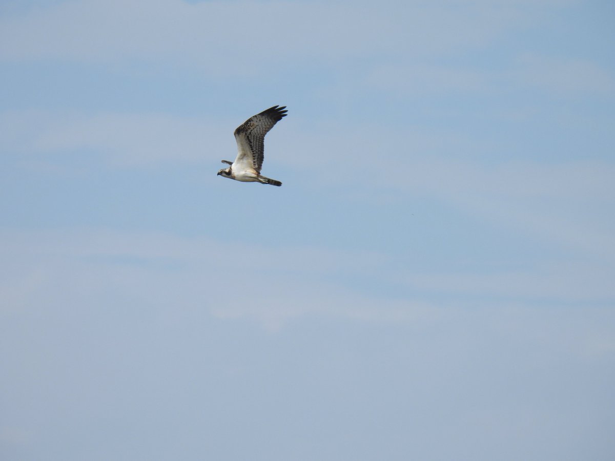 👀LOOK UP - OSPREY!👀

Yes-  it's Osprey season here in Chichester Harbour.  This juvenile was spotted by our ecologist last week around Thorney Deeps.  Osprey's are "passage migrants" - they pass through in late summer/early autumn on their way south for the winter.  

#osprey
