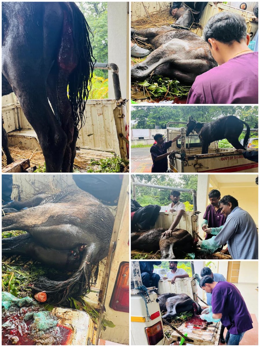 DCF South Dang tweet media