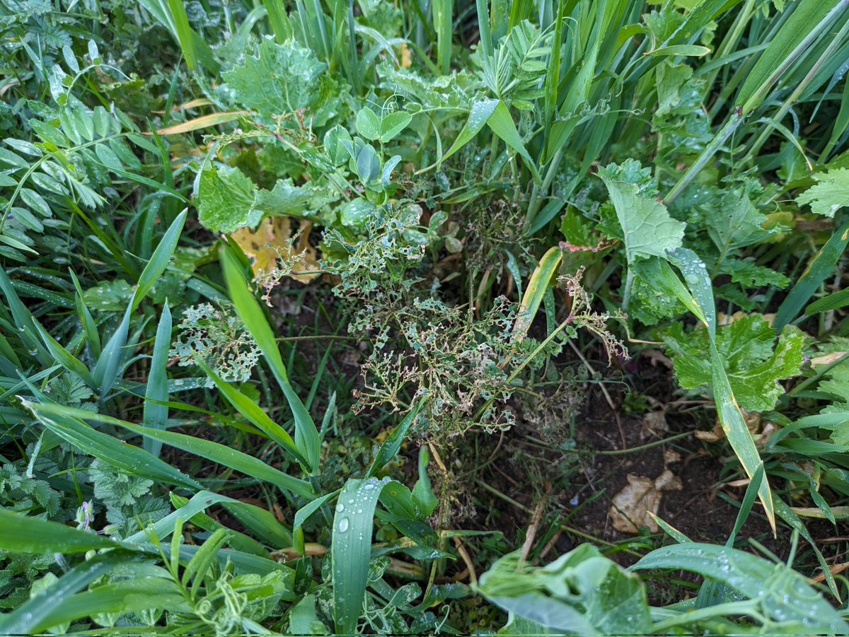 The winter cover crop is really starting to take off after a slow start. Plenty of diversity and something is really getting stuck into the marshmallows.