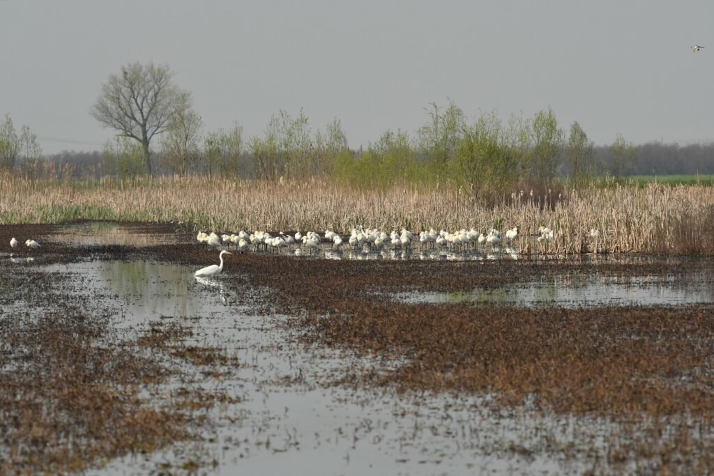 🎉New paper is out!! Check the last issue of
<a href="/AvocettaJournal/">Avocetta</a>: "#LongTerm population trends of #bird communities in artificially-protected #wetlands of Northern Italy" 
avocetta.org/articles/vol-4…
#ecology #conservation #ornithology
