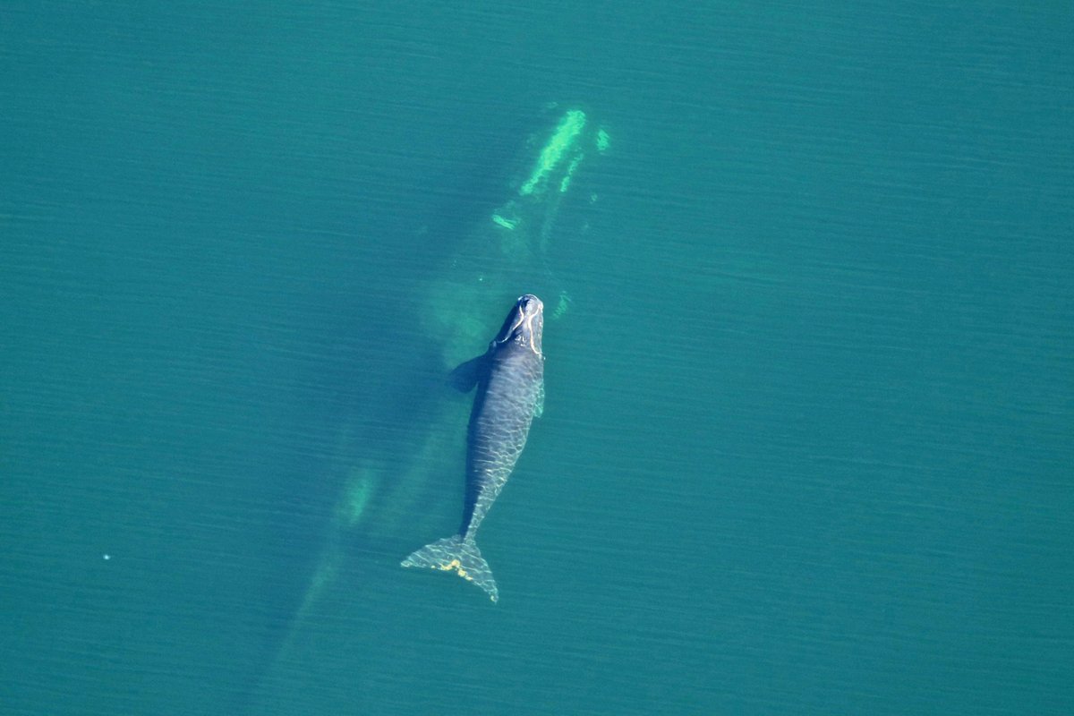 A world without the capacity to communicate with our loved ones would be unbearable. This is sadly the world we have created for many marine animals including the North Atlantic right whale.
Photo: © Florida Fish and Wildlife Conservation Commission, taken under NOAA permit 26919