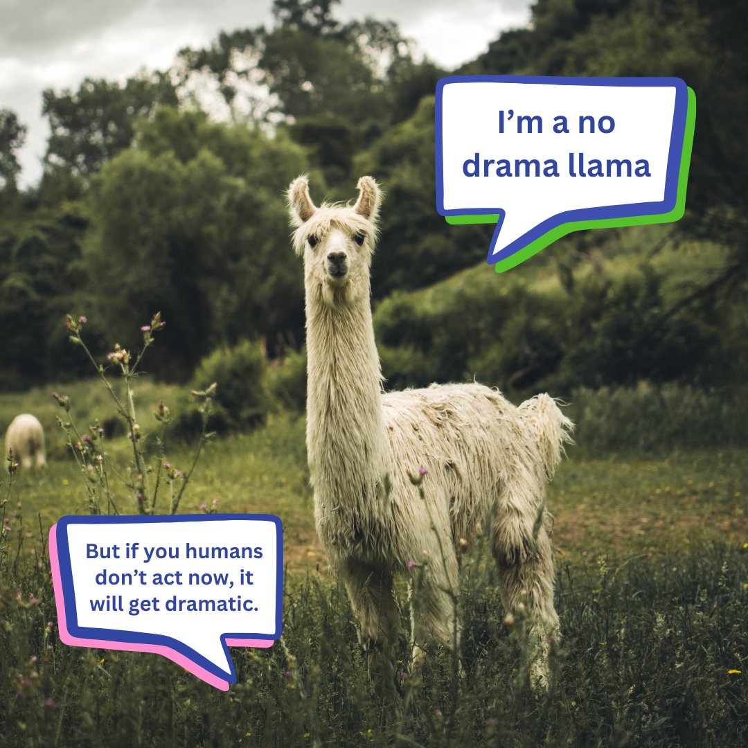 Like the other #camelids, the #llamas are vegetarians and have efficient digestive systems.
We can take inspiration from these strong and resilient animals and include more veggies and less animal-based products &amp; foods in our diets.

#IYC2024 #Camelids #PeopleAndPlanet #SDGs