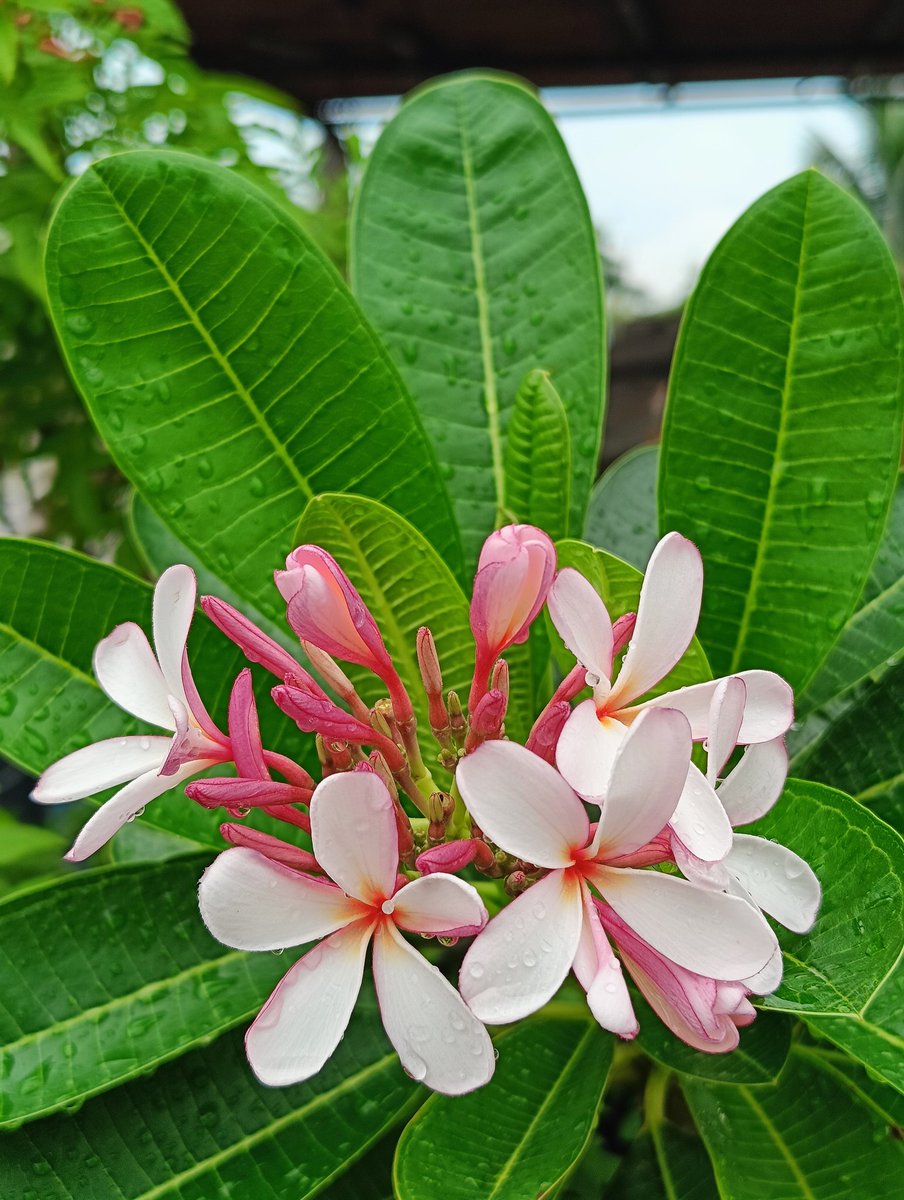 Plumeriaさま専用ページ Plumeria flowers border 16384275 PNG