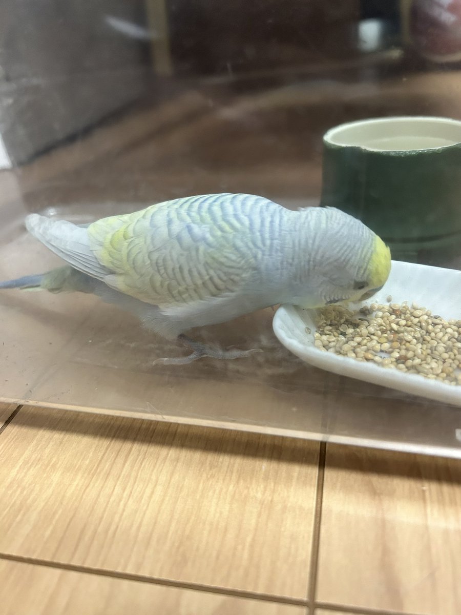 kingtannomaatan's tweet photo. ちょっこりさんと関係ない投稿ですみません
9/3
埼玉県川口市前川第2公園付近で17時ごろセキセイインコを保護しました
オスのレインボーです
成鳥だと思います
飼い主さん、見つかりますように
#拡散希望
#保護鳥
#セキセイインコ https://t.co/dm1Oh8pogp