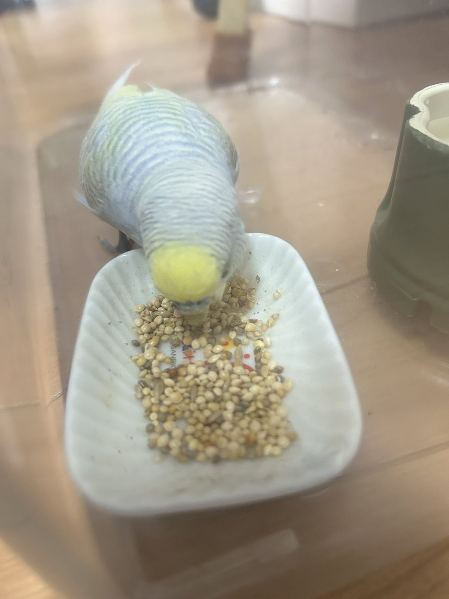 kingtannomaatan's tweet photo. ちょっこりさんと関係ない投稿ですみません
9/3
埼玉県川口市前川第2公園付近で17時ごろセキセイインコを保護しました
オスのレインボーです
成鳥だと思います
飼い主さん、見つかりますように
#拡散希望
#保護鳥
#セキセイインコ https://t.co/dm1Oh8pogp