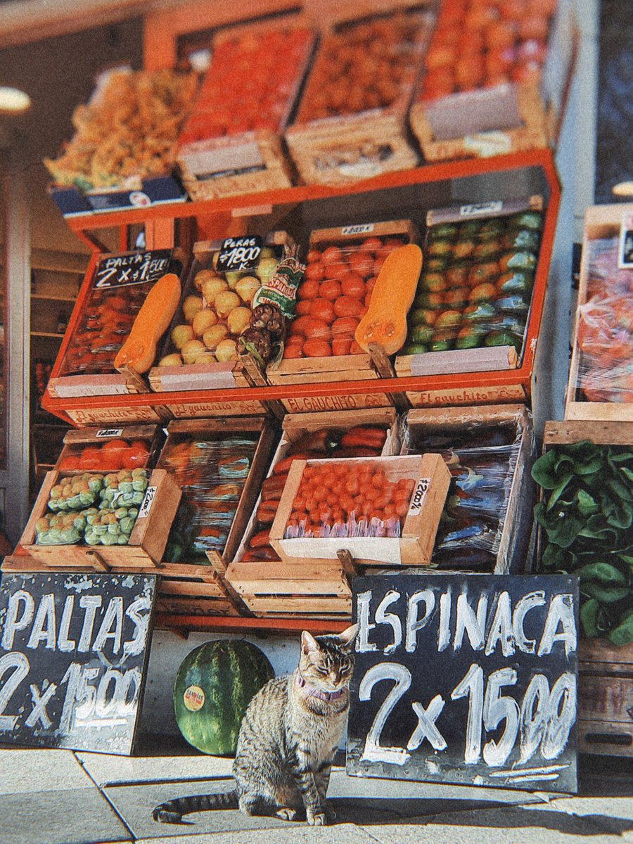 quién pudiera ser un gatito al sol afuera de una verduleria