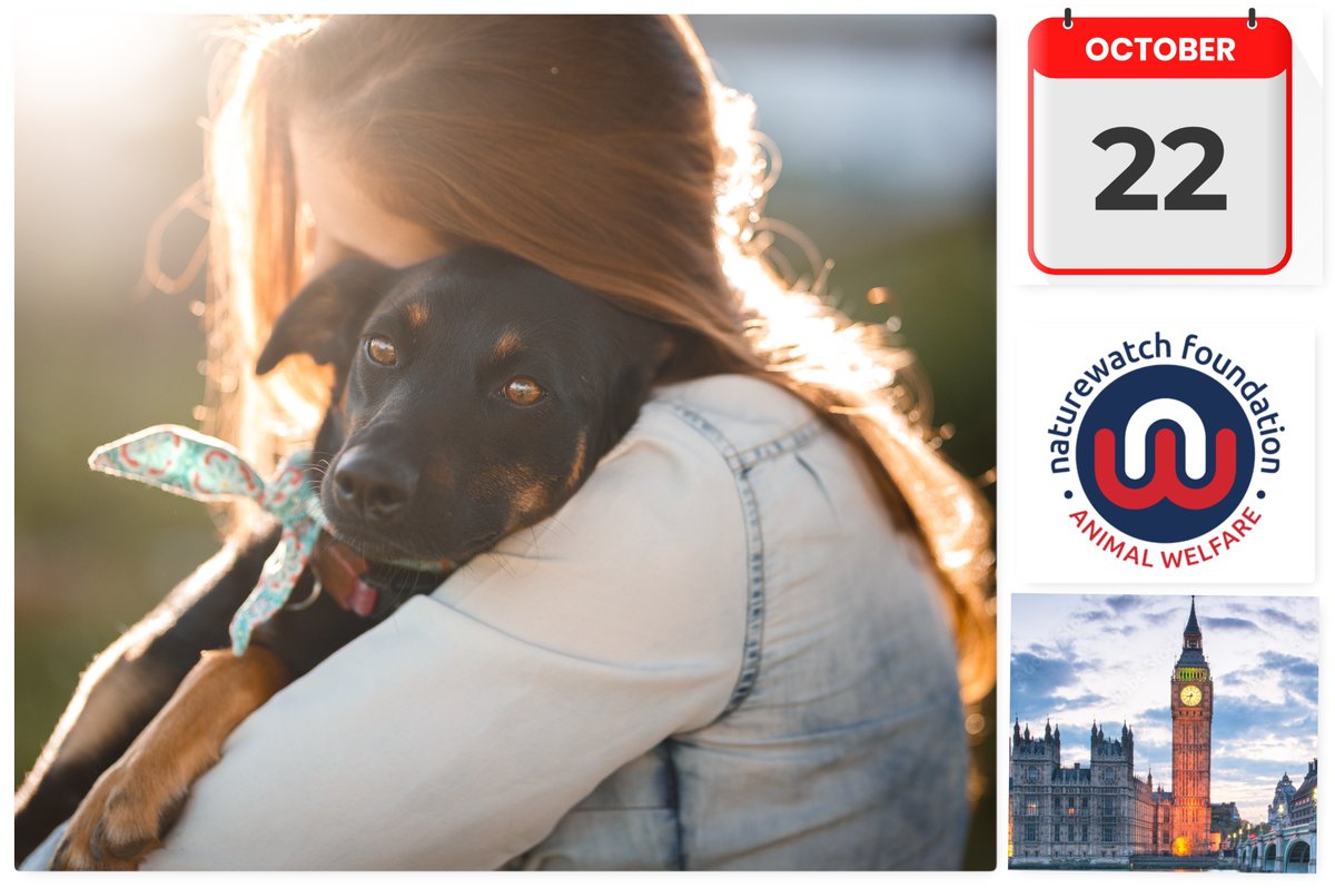 Marc Abraham OBE (@marcthevet) on Twitter photo EVENT: Join <a href="/APDAWG1/">APDAWG</a> & <a href="/Naturewatch_org/">Naturewatch Foundation</a> for 'Breaking the Link: Protect Animals. Protect People' to mark #NationalDomesticViolenceMonth. Proudly co-chairing with brilliant <a href="/RosieDuffield1/">Rosie Duffield MP</a>. Places avail. soon. Sign up for more info: apdawg.co.uk #APDAWG #BreakingTheLink EVENT: Join <a href="/APDAWG1/">APDAWG</a> & <a href="/Naturewatch_org/">Naturewatch Foundation</a> for 'Breaking the Link: Protect Animals. Protect People' to mark #NationalDomesticViolenceMonth. Proudly co-chairing with brilliant <a href="/RosieDuffield1/">Rosie Duffield MP</a>. Places avail. soon. Sign up for more info: apdawg.co.uk #APDAWG #BreakingTheLink