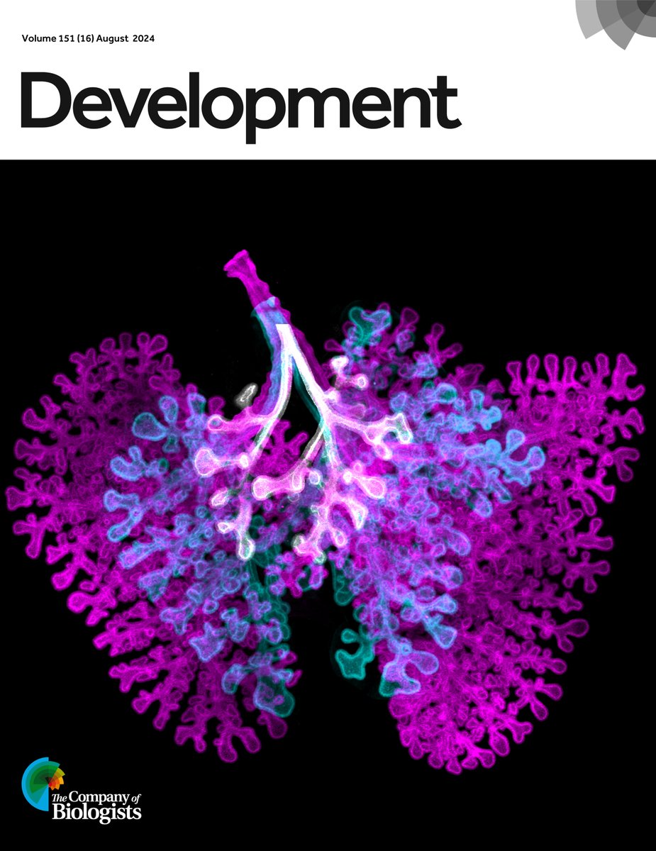 Issue 16 is complete!

On the cover: a superimposition of three stages of embryonic mouse lungs (E12 in white, E13 in cyan and E14 in magenta) demonstrating changes that can be observed over a 3-day period. See Research article by Paramore et al.
journals.biologists.com/dev/article/15…