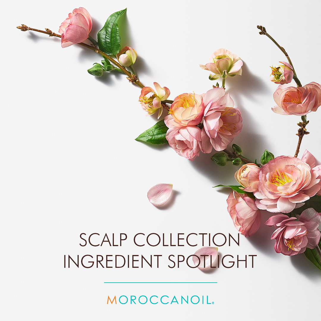 Moroccanoil tweet media