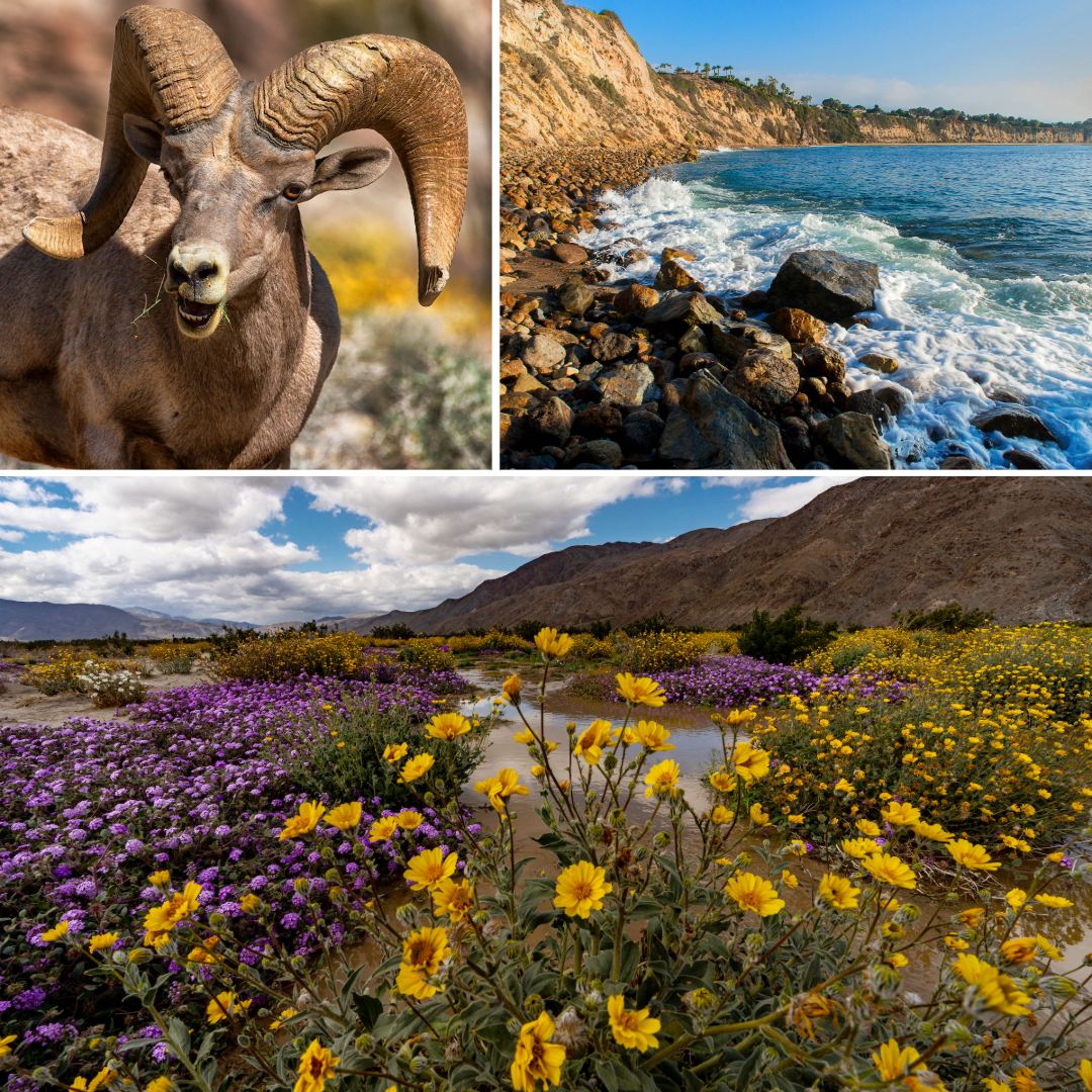 "Your local library card can get you into 200+ state parks across California – for free! All you need to do is get your library card, check out a California State Library Parks Pass, and head out to the great outdoors.🌲🐻🏞️
Learn more 👉 parks.ca.gov/LibraryPass"