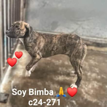Albergue Bañaderos Gran Canaria 

ENTRADA NUEVA 

BIMBA c24-271 CACHORRO 

BIMBA es una cachorrita muy simpática,guapa,amistosa, sociable 
Necesita un hogar, una familia que la quiere para siempre,si no esta perdida.
#adopta 
#grancanaria 

PIDE CITA 👇 

albergueanimalesgrancanaria.com/animal/c24-272