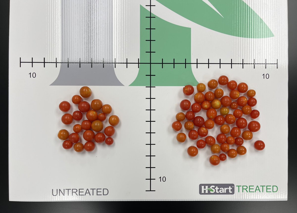 Pretty pleased with this post long weekend harvest - 23 vs 53. Brings our season total to 322g of untreated tomatoes and 503g of treated! <a href="/HumaTerraRegen/">HumaTerra</a>