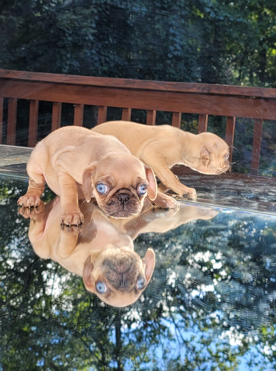 pugpartyplusone's tweet photo. We did a puppy photo shoot today! This was Lucy and is now Remi and she is going to live in South Carolina! No photo shop, just used two mirrors we found for free along the road one day!! 🤣🤣
#pug #pugs #pugpartyplusone #puppy #pugpuppies #puppies #free #fawnmerle https://t.co/7Pfkel1iig