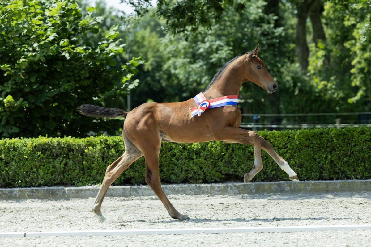 Horses.nl tweet media