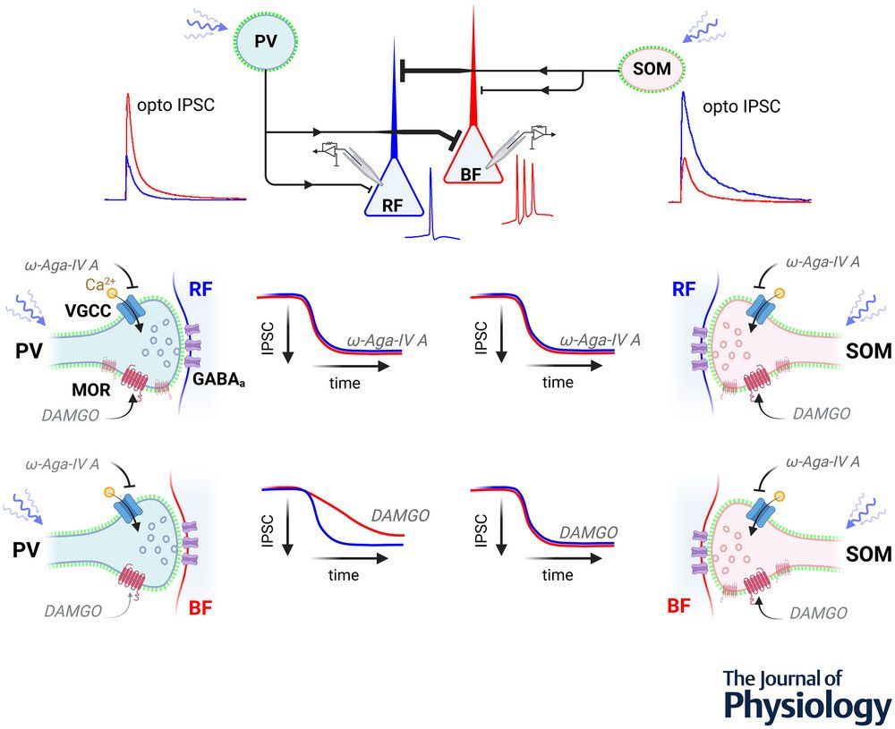 Journal of Physiology (@jphysiol) on Twitter photo <a href="/neuronancy_/">Nancy Castro Borjas</a>, <a href="/MaccaferriLab/">Maccaferri Lab</a> (<a href="/Neuroscience_NU/">Northwestern Neuroscience</a>) and <a href="/MaxAnstoetz/">Max Anstötz</a> (<a href="/HHU_de/">Heinrich-Heine-Universität Düsseldorf</a>) show how multiple layers of diversity govern the cell type specificity of GABAergic input received by mouse subicular pyramidal neurons!
📜buff.ly/3AXfY98 <a href="/neuronancy_/">Nancy Castro Borjas</a>, <a href="/MaccaferriLab/">Maccaferri Lab</a> (<a href="/Neuroscience_NU/">Northwestern Neuroscience</a>) and <a href="/MaxAnstoetz/">Max Anstötz</a> (<a href="/HHU_de/">Heinrich-Heine-Universität Düsseldorf</a>) show how multiple layers of diversity govern the cell type specificity of GABAergic input received by mouse subicular pyramidal neurons!
📜buff.ly/3AXfY98