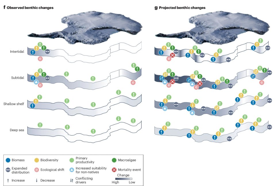 Nature Reviews Earth & Environment 🌈 (@natrevearthenv) on Twitter photo 📢New Review
Antarctic benthic ecological change
Griffiths et al summarize observed and projected changes to cold-adapted seafloor communities in Antarctica.
Free for 2 weeks:
nature.com/articles/s4301…
<a href="/BAS_News/">British Antarctic Survey 🐧</a> <a href="/niwa_nz/">NIWA</a> <a href="/nat_sciences_be/">Institute of Natural Sciences Belgium</a> <a href="/ULBruxelles/">Université libre de Bruxelles</a> <a href="/GeographyHull/">Hull Geography & Environment</a> 📢New Review
Antarctic benthic ecological change
Griffiths et al summarize observed and projected changes to cold-adapted seafloor communities in Antarctica.
Free for 2 weeks:
nature.com/articles/s4301…
<a href="/BAS_News/">British Antarctic Survey 🐧</a> <a href="/niwa_nz/">NIWA</a> <a href="/nat_sciences_be/">Institute of Natural Sciences Belgium</a> <a href="/ULBruxelles/">Université libre de Bruxelles</a> <a href="/GeographyHull/">Hull Geography & Environment</a>