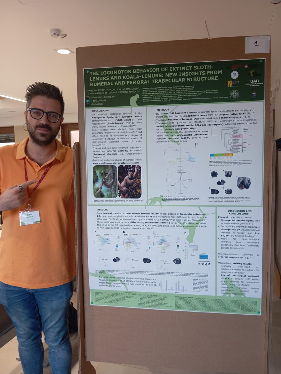 fabalfieri_'s tweet image. Glad to share my results on Madagascar subfossil lemurs trabecular structure (hopefully published soon) at the first wonderful congress of @GIGA_antrop (@JAriasMartorell Carla Argilés Esturgó
Damiano Marchi)
