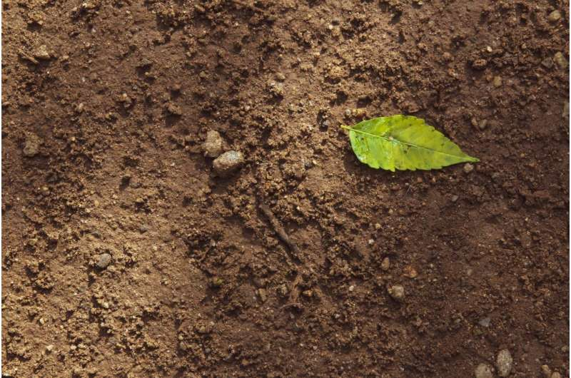 Healthy soils are good for your gut, brain and well-being, researcher says | Phys dot org

Often overlooked, soil is one of our planet's largest living ecosystems and the foundation of our lives. It provides 95% of our food, supports global biodiversity and helps balance the
