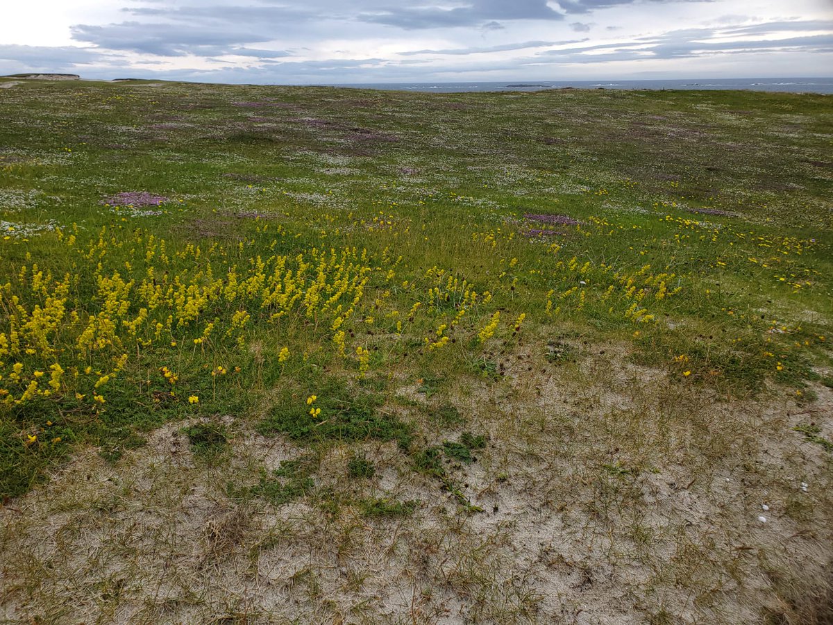 LIFEonMachair's tweet image. September. Meán Fómhair. And it’s definitely feeling like the middle of autumn! As everyone settles back to school and back to the routine, here’s a little reminder of the beauty of healthy machair in full summer bloom.
#biodiversity #coast #conservation #ConservationGrazing