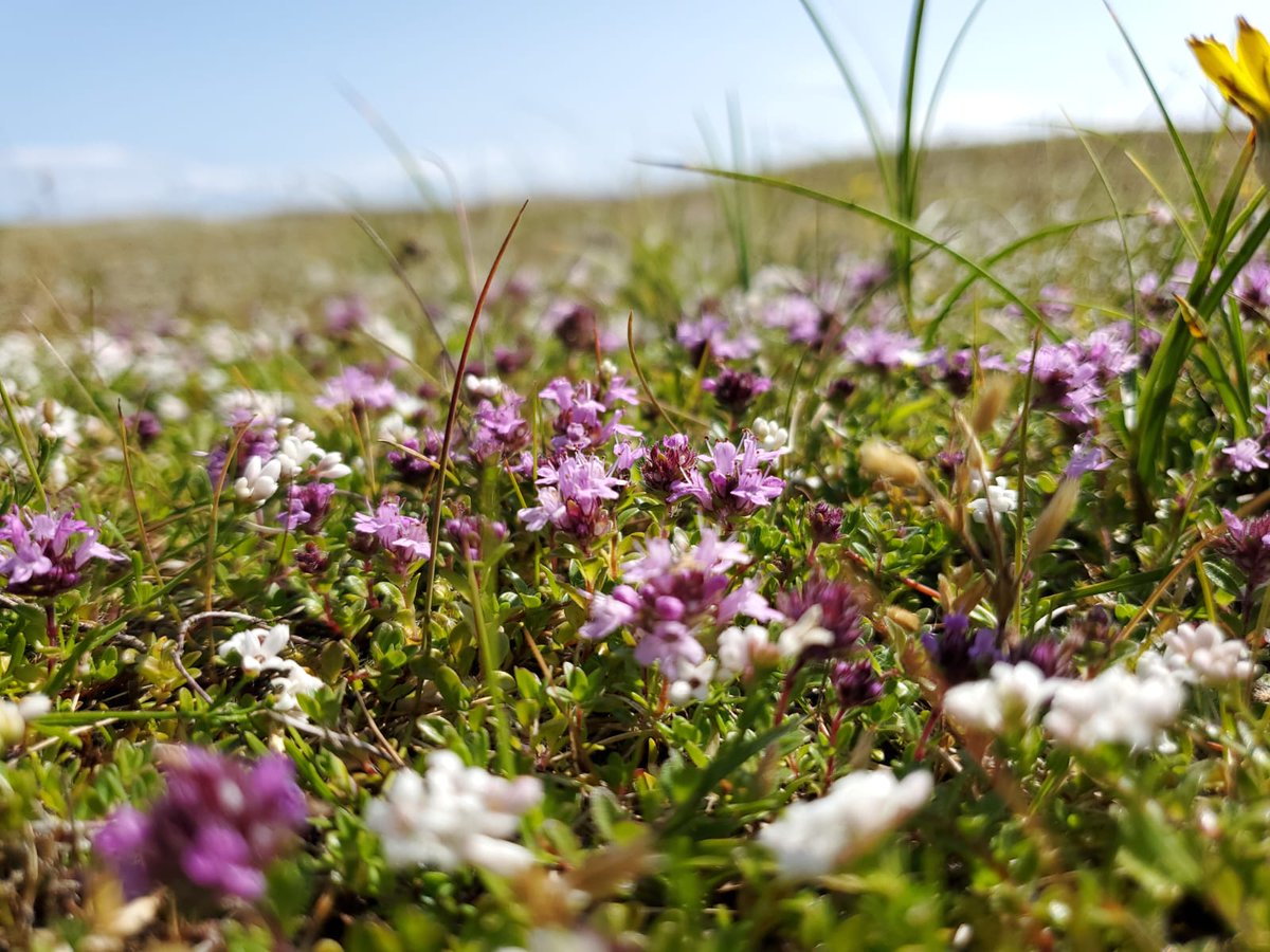 LIFEonMachair's tweet image. September. Meán Fómhair. And it’s definitely feeling like the middle of autumn! As everyone settles back to school and back to the routine, here’s a little reminder of the beauty of healthy machair in full summer bloom.
#biodiversity #coast #conservation #ConservationGrazing