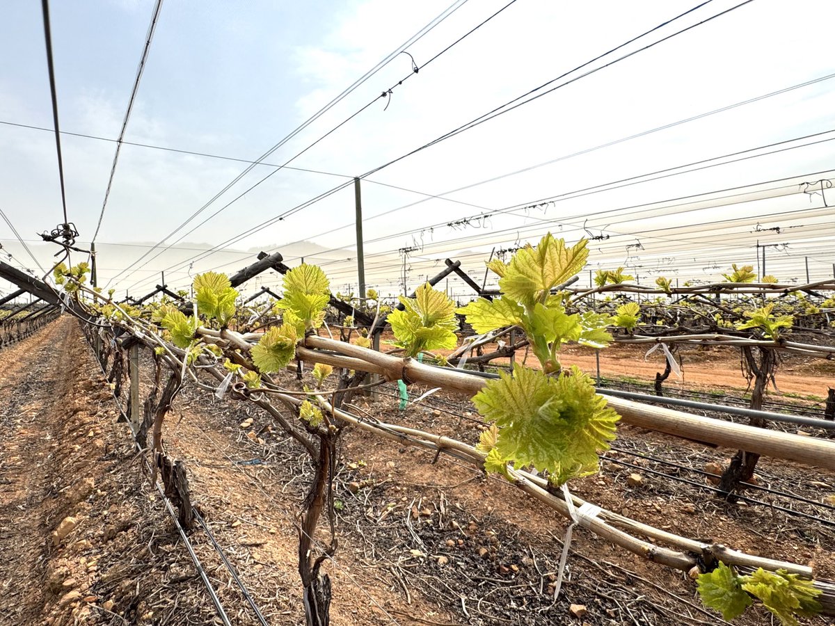 Spring is here after a wet and cold winter in the Western Cape. 🇿🇦🍇