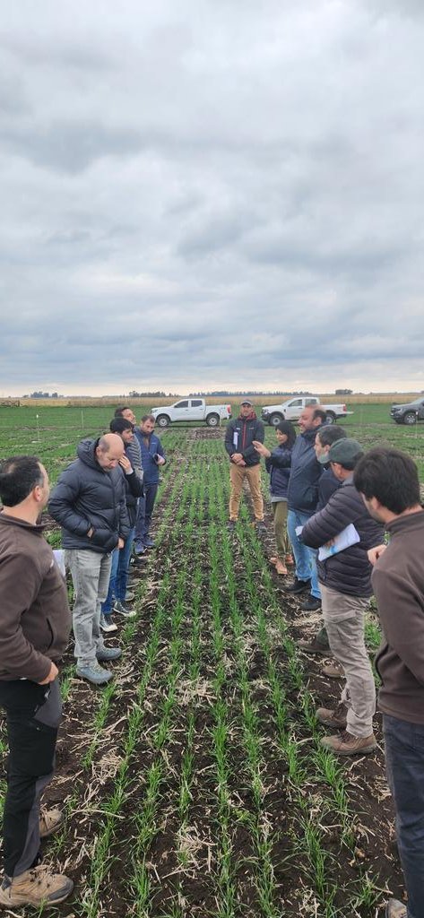Jonatan Mauro (@jonatanmauro1) on Twitter photo Arrancamos la semana!!!
#Gira #SeedCare <a href="/Syngenta_ar/">Syngenta Argentina</a>
Trigos y cebada🌾 arrancando de la mejor manera en el SudEste!!
🔍🔎Presencia de algunas manchas, estar atentos!
#VibranceIntegral #MiravisTriplePack #FestioTriplePack Arrancamos la semana!!!
#Gira #SeedCare <a href="/Syngenta_ar/">Syngenta Argentina</a>
Trigos y cebada🌾 arrancando de la mejor manera en el SudEste!!
🔍🔎Presencia de algunas manchas, estar atentos!
#VibranceIntegral #MiravisTriplePack #FestioTriplePack
