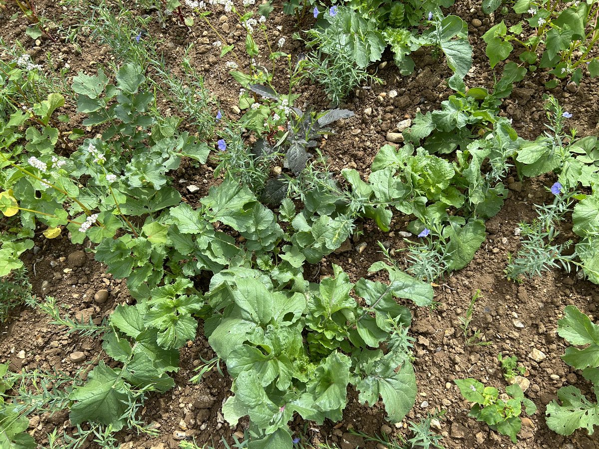 Plant diversity the spice of life ? Multi species cover crop kicking on.