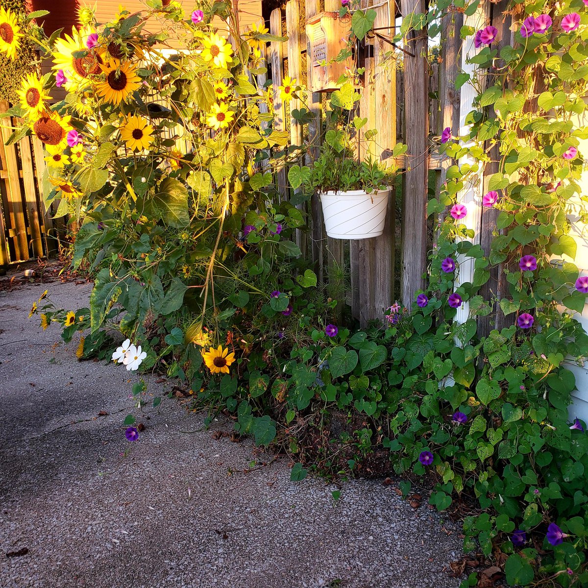 Good morning #WritingCommunity! As we enter fall my wild flower garden is in full swing now. #writerslife #sunflowers