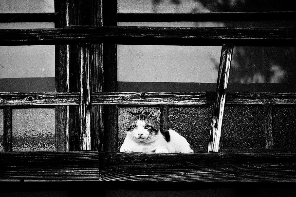 penkichi9's tweet photo. 過去写真です。
#会津 の #猫
#Nikon #D800
#Apolanthar180mm F4
#cat
#ファインダー越しの私の世界
#モノクロ #blackandwhite
#b_w https://t.co/MlwcGEQT2T