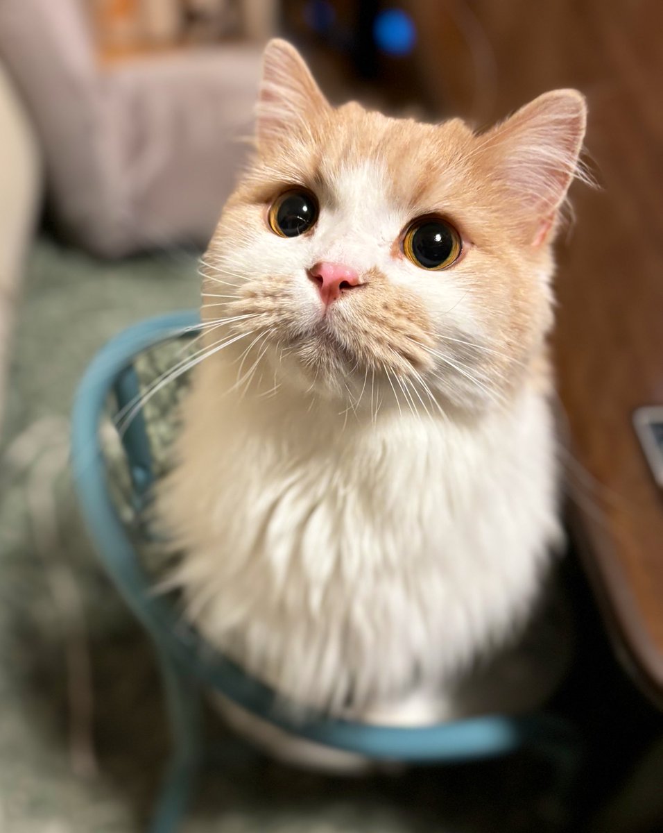 ちゃろん スリクソン ZXi4 アイアン Diamana ZXi for IRON カーボンシャフト