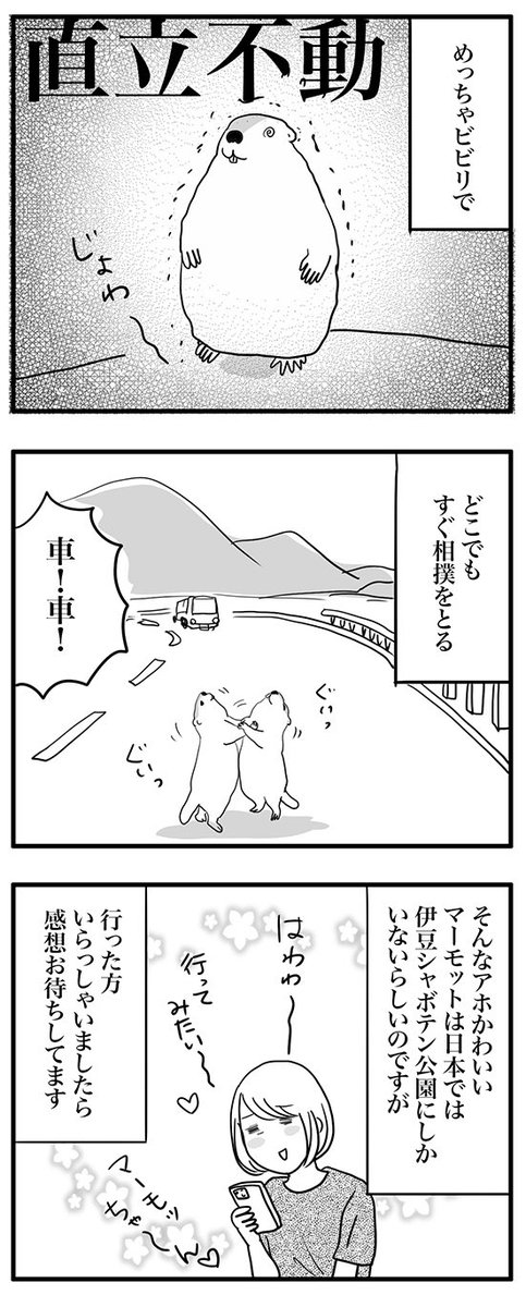 そんなマーモットが
好きだーーーーー!!! 