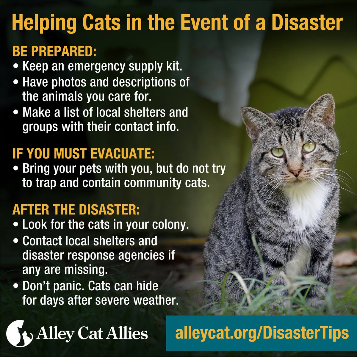 StrayCatProjec1's tweet photo. September is #DisasterPreparednessMonth and a timely opportunity to create a disaster plan for ourselves, our companion animals, and the community cats we care for. What do you need to know? Start here!

#feralcats
#disastertips
#TNR https://t.co/hyURT8xmjR