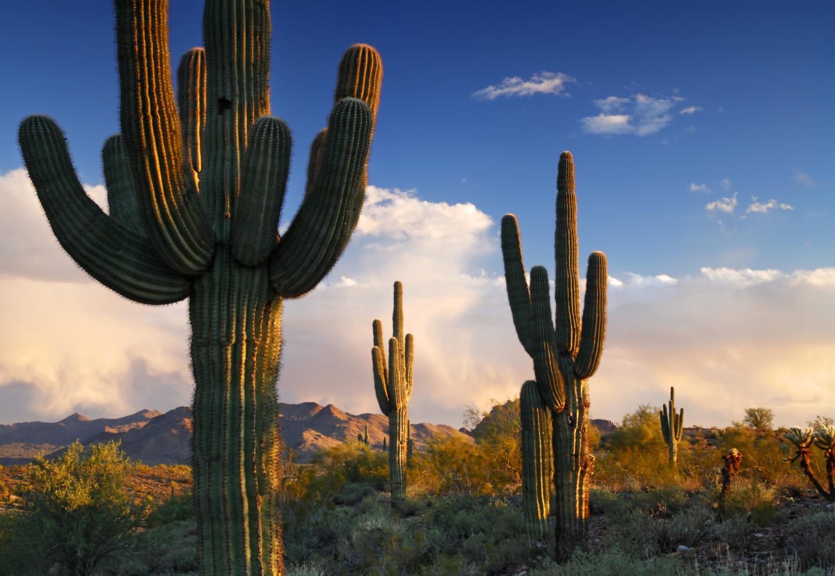 WadeJo8's tweet photo. #CactusTuesday #Arizona https://t.co/MKsXeimbPG