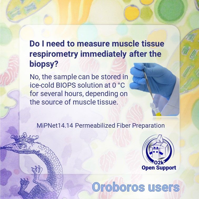 OroborosI's tweet image. Did you know? You don&apos;t need to rush muscle tissue respirometry right after a biopsy. The sample can be safely stored in ice-cold BIOPS solution at 0 °C for several hours, depending on the muscle source.
Read: buff.ly/3TfTXZx
Watch: buff.ly/3Tei0YN
#O2kOpenSupport